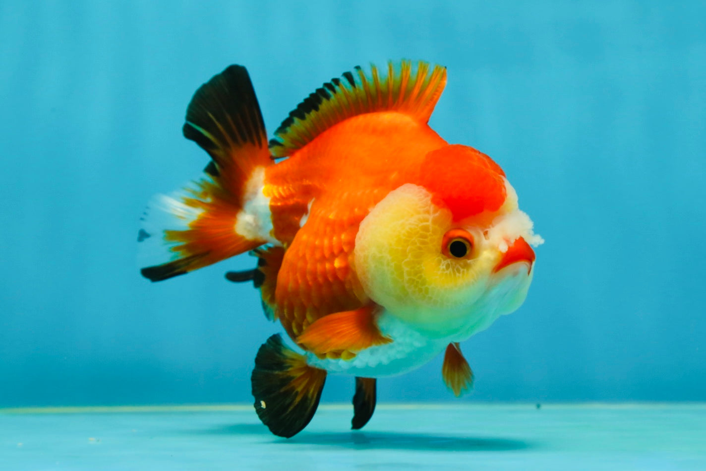 A Grade Pompom Tricolor Yuanbao Female 4-4.5 inches #050925YB_27