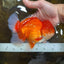 AAA Grade CHUNKY Godzilla Red White Oranda Male 6 inches #090525OR_10