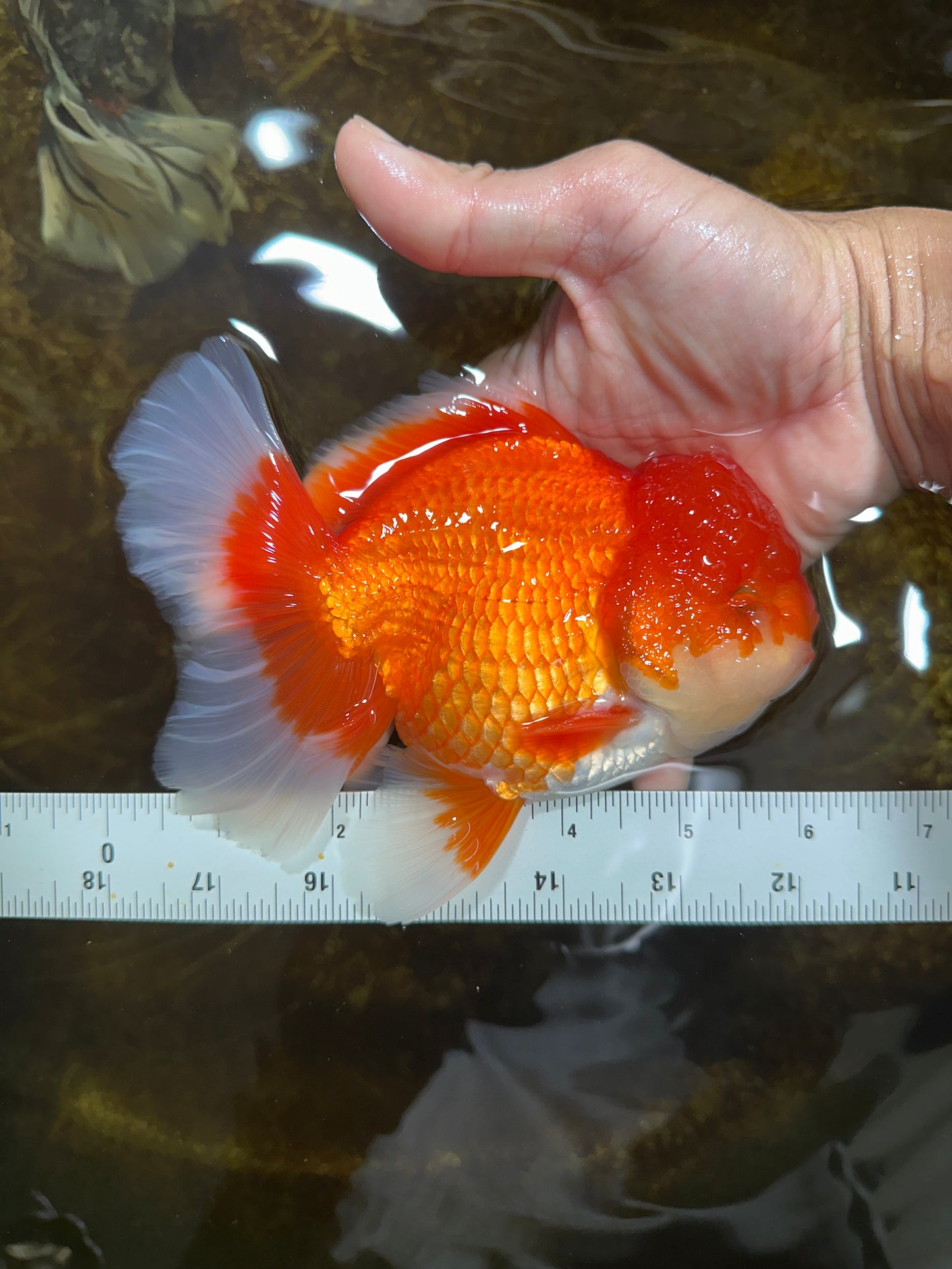 AAA Grade CHUNKY Godzilla Red White Oranda Male 6 inches #090525OR_10