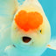 A Grade Special Heart Head Red White Oranda Male 6 inches #101626OR_01