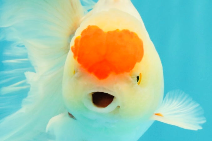 A Grade Special Heart Head Red White Oranda Male 6 inches #101626OR_01