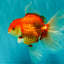A Grade Red White Oranda Male 6-6.5 inches #100926OR_25
