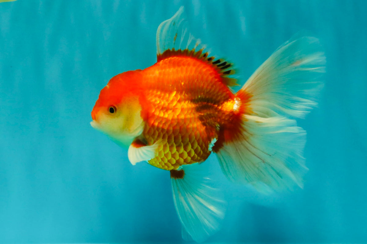 A Grade Red White Oranda Male 6-6.5 inches #100926OR_25
