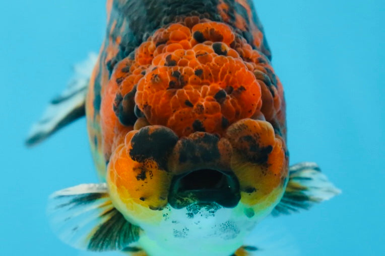 AAA Grade Tiger LionKing 5 inches #070425LC_05