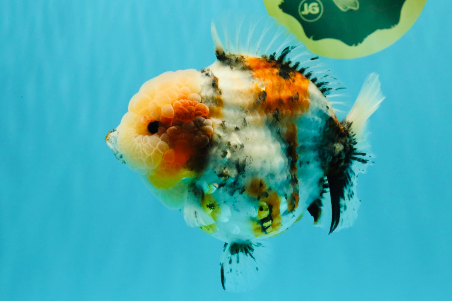 AAA Grade Marble Calico Blue Base Yuanbao Female 6-6.5 inches #032026YB_26