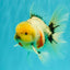 CHONKY AAA Grade Marble Button Eyes Oranda Male 6 inches #061926OR_27