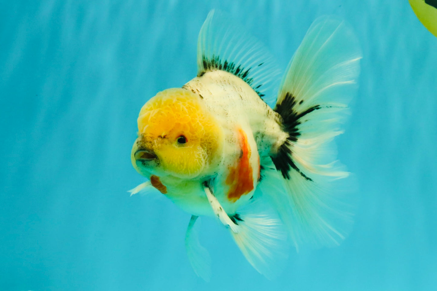 CHONKY AAA Grade Marble Button Eyes Oranda Male 6 inches #061926OR_27