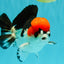 SUPER CUTE A Grade Tricolor Yuanbao Male 5.5 inches #051526YB_09