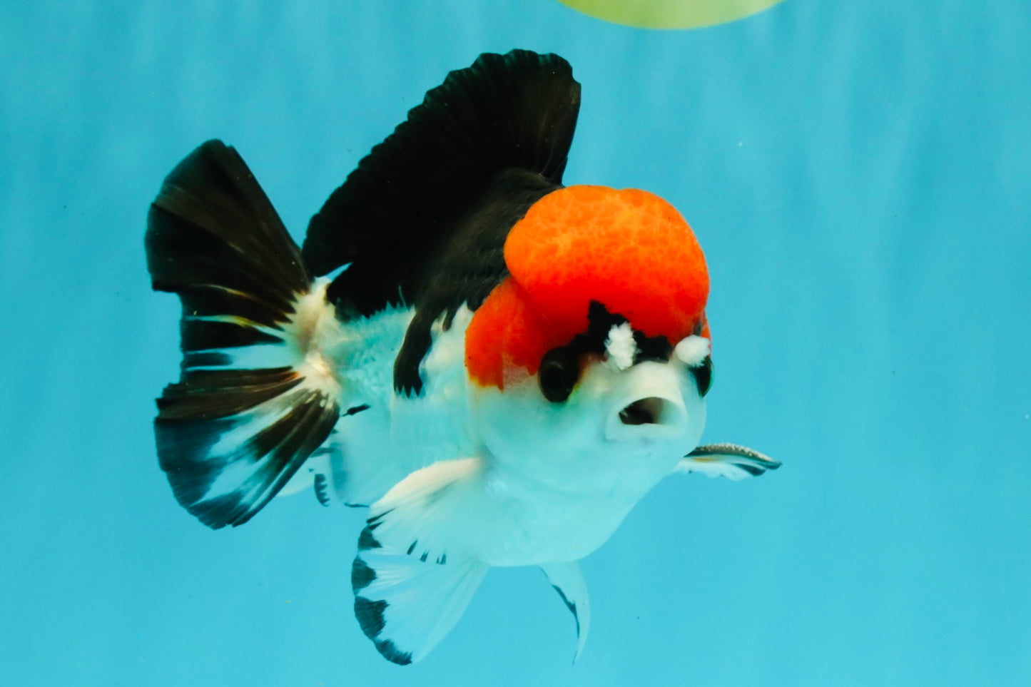 SUPER CUTE A Grade Tricolor Yuanbao Male 5.5 inches #051526YB_09