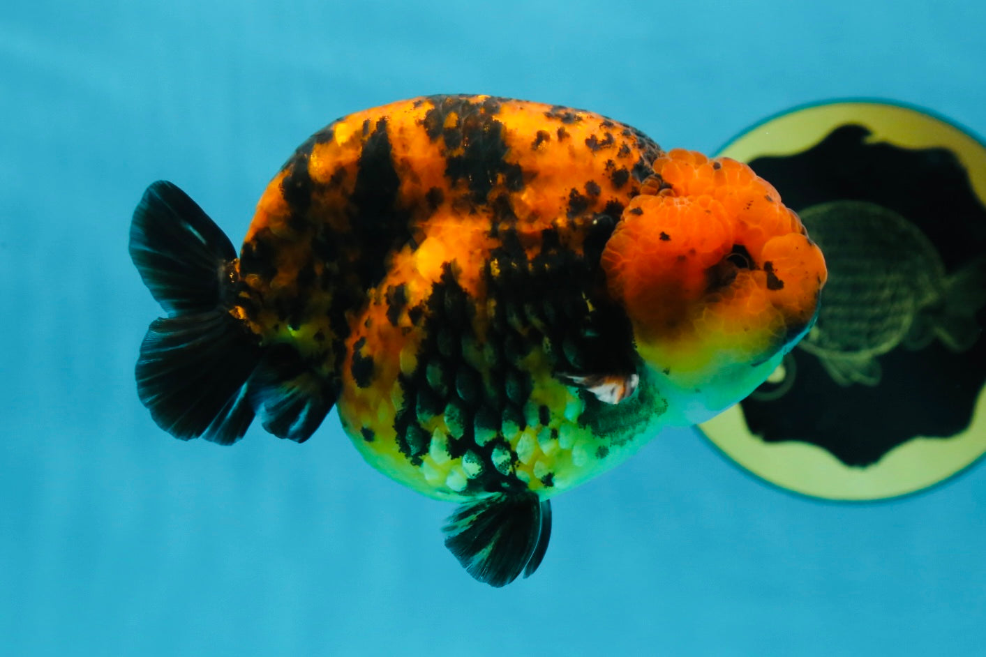 AAA Grade Tiger LionKing 4-4.5  inches #053025LC_10