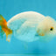 Orange White Lipstick Lionchu Female 5 inches #112924LC_03