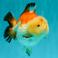 AAA Grade Tricolor Yuanbao Male 5 inches #072426YB_26