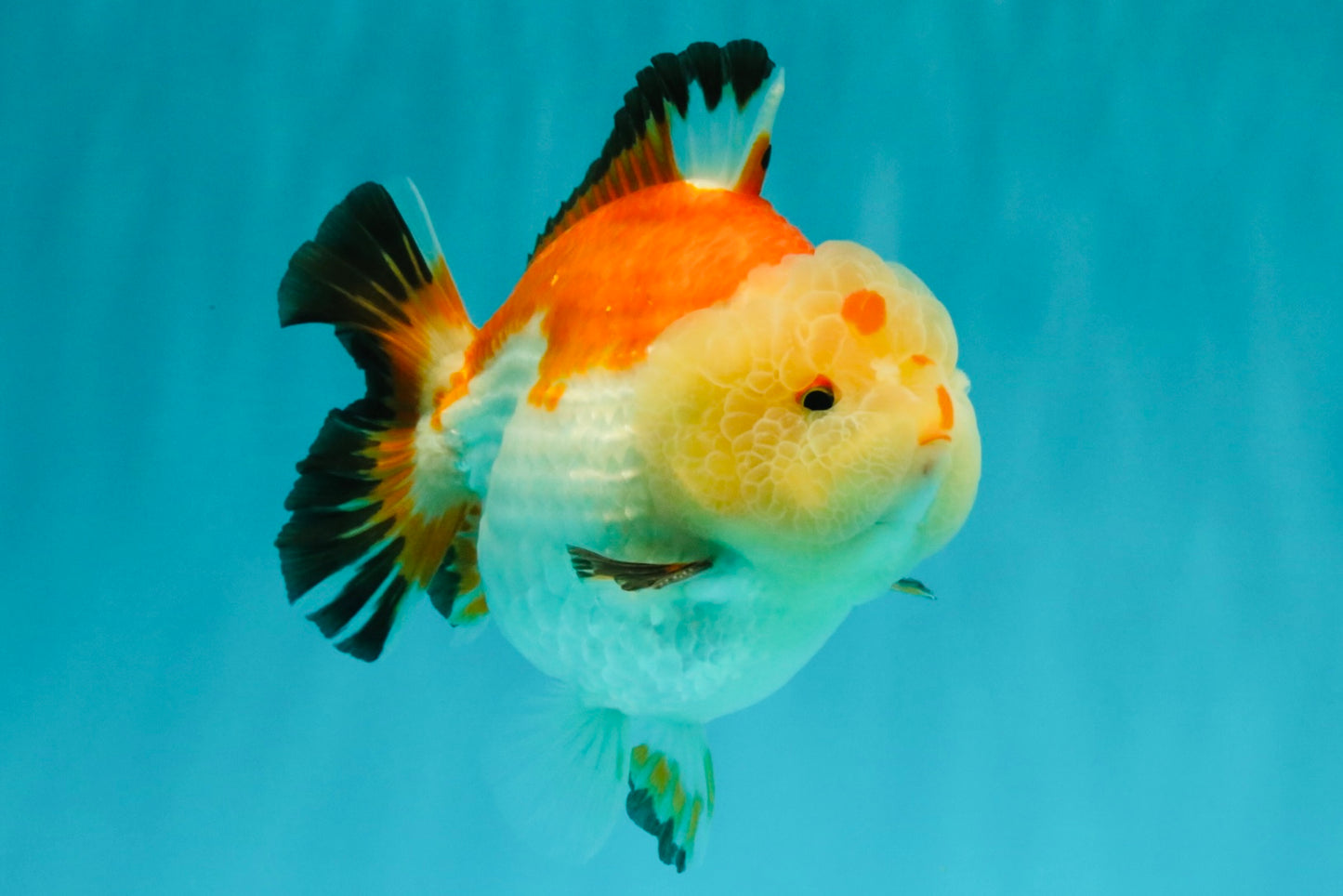 AAA Grade Tricolor Yuanbao Male 5 inches #072426YB_26