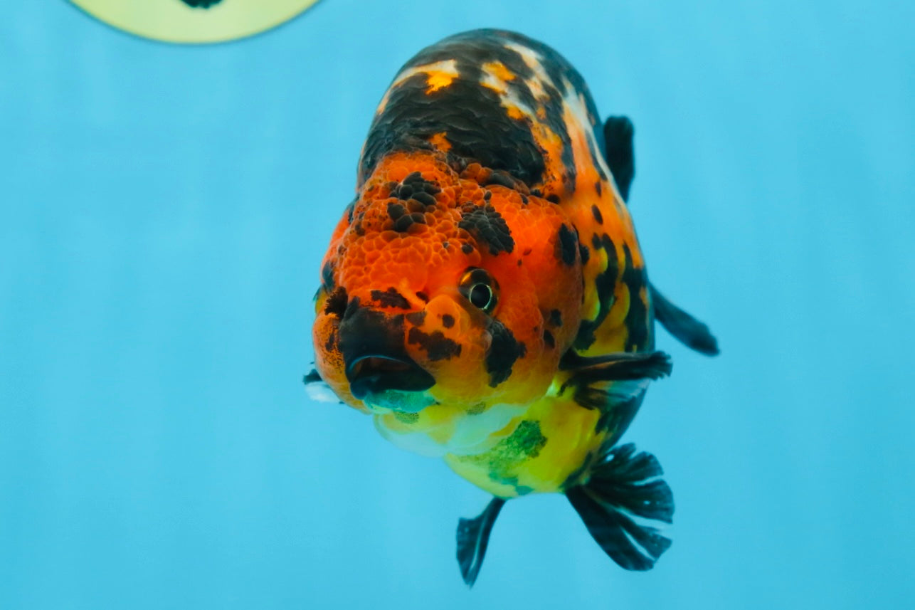 SPECIAL A Grade Chinese Tiger Ranchu Male 5 inches #102425RC_01