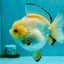 A Grade Chicken White Yuanbao Female 5 inches #062626YB_15