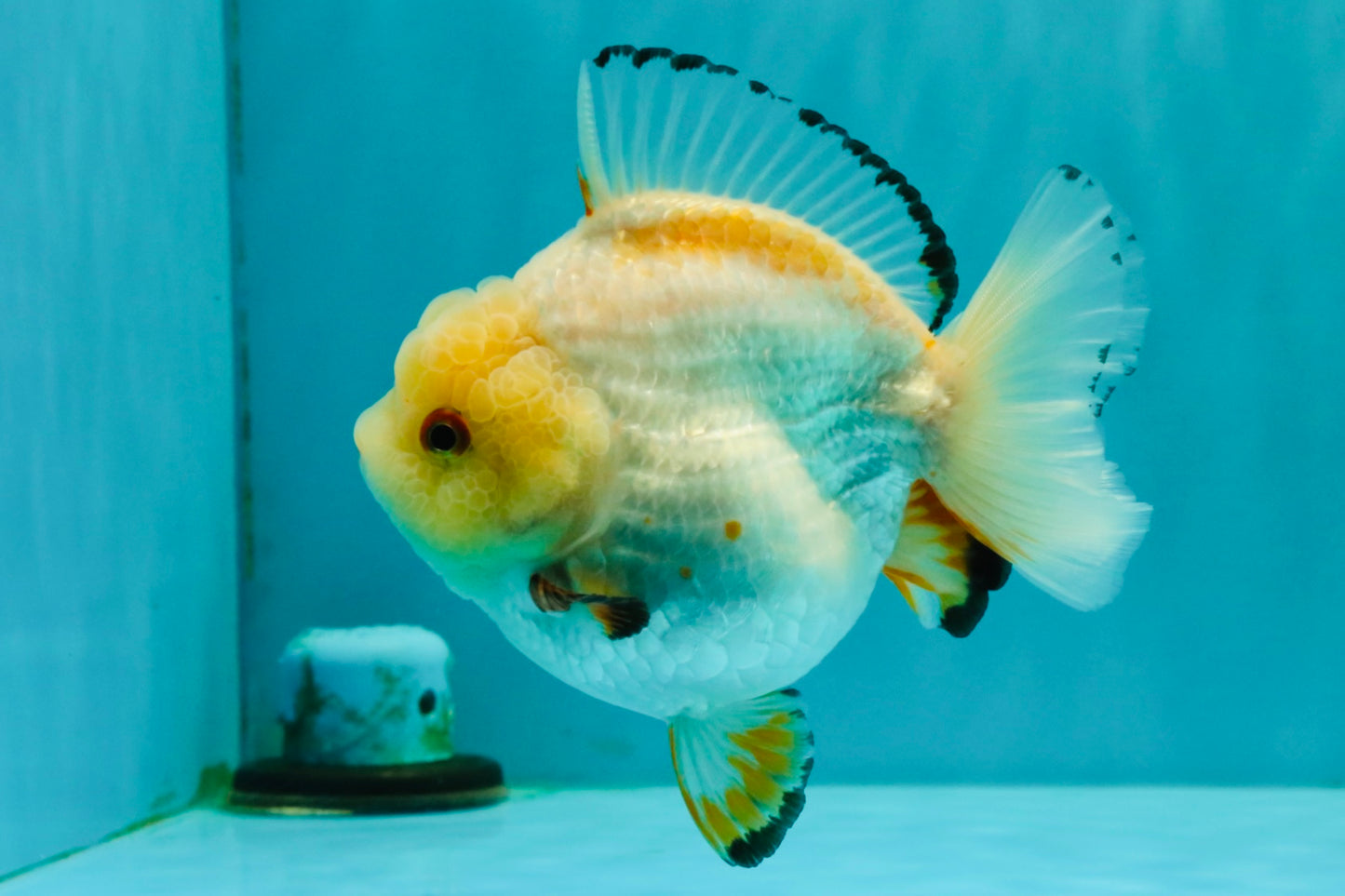 A Grade Chicken White Yuanbao Female 5 inches #062626YB_15