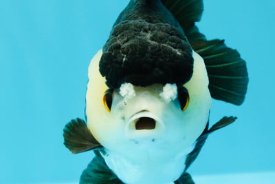 ADORABLE Pom Pom Panda Yuanbao Female 4 inches #031326YB_14