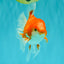 A Grade Red White Oranda Male 5.5-6 inches #070626OR_07