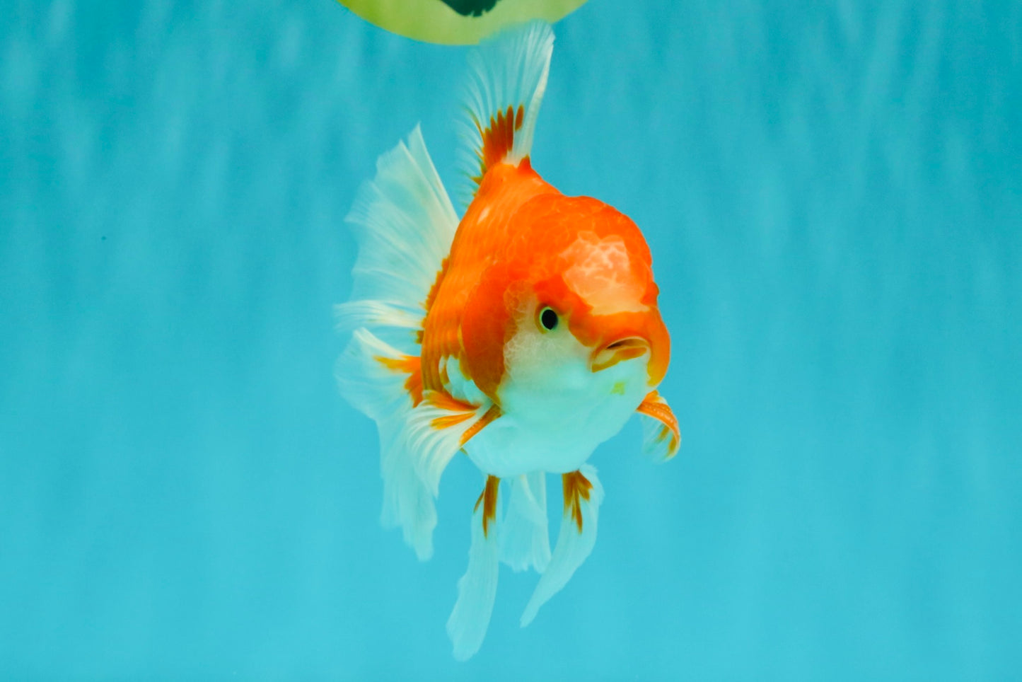 A Grade Red White Oranda Male 5.5-6 inches #070626OR_07