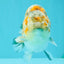 SPECIAL Calico Blue Base Ranchu Male 5.5 Inches #100226RC_20