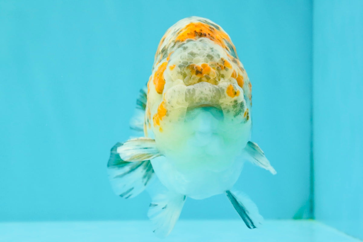 SPECIAL Calico Blue Base Ranchu Male 5.5 Inches #100226RC_20