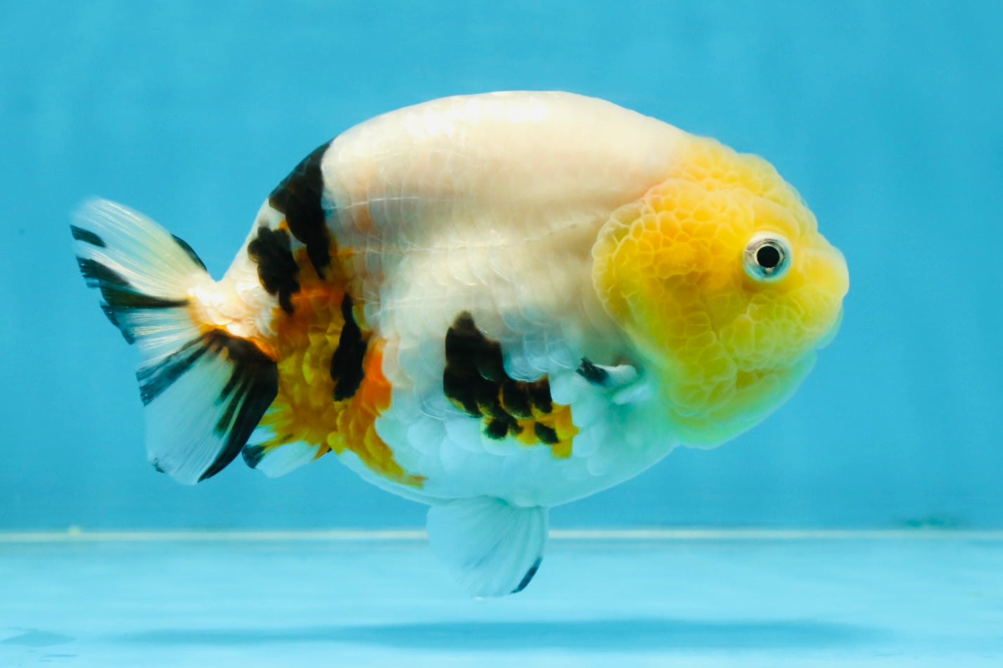 SPECIAL AAA Grade Chinese Cow Ranchu Female 5 inches #102425RC_06