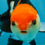 A Grade Tricolor Oranda Female 4.5-5 inches #050225OR_04