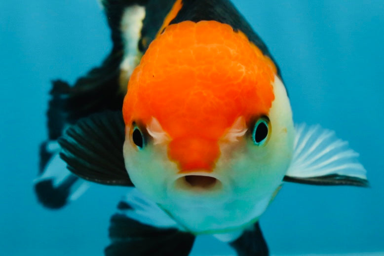 A Grade Tricolor Oranda Female 4.5-5 inches #050225OR_04