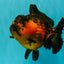 LAVA AAA Grade Apache Yuanbao Female 5.5-6 inches #092526YB_15
