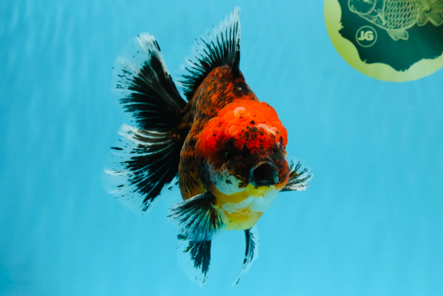 CHUNKY SUPER AAA Grade Godzilla Calico Oranda Male 6.5-7 inches #032726OR_07