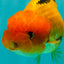 Super Cute Nugget Apache Lionchu Gender Unknown 3.5 inches #1018LC_08