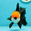 A Grade Tricolor Black Nose Oranda Male 5 inches #111524OR_22