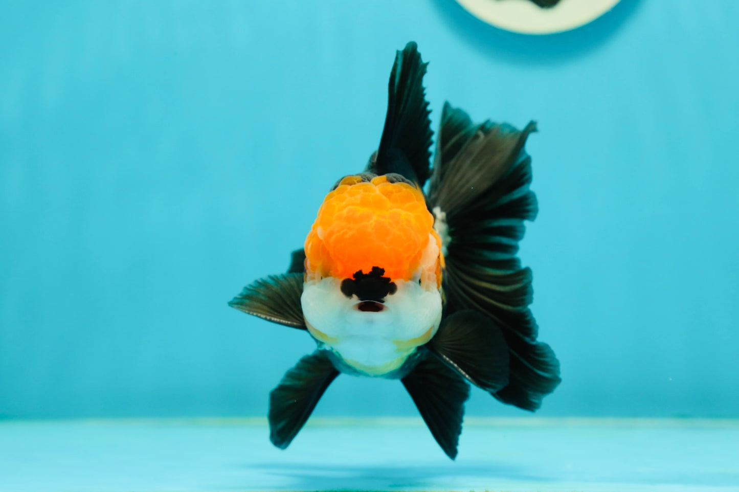 A Grade Tricolor Black Nose Oranda Male 5 inches #111524OR_22