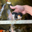 A Grade Tricolor Oranda Male 4.5-5 inches #021425OR_08