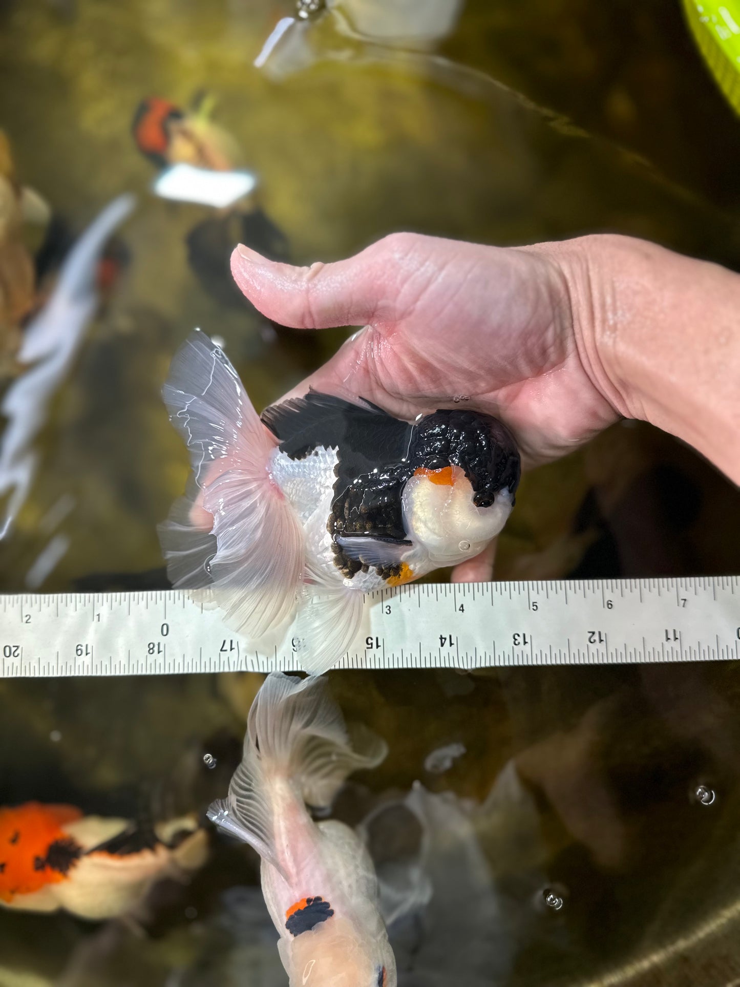 A Grade Tricolor Oranda Male 4.5-5 inches #021425OR_08