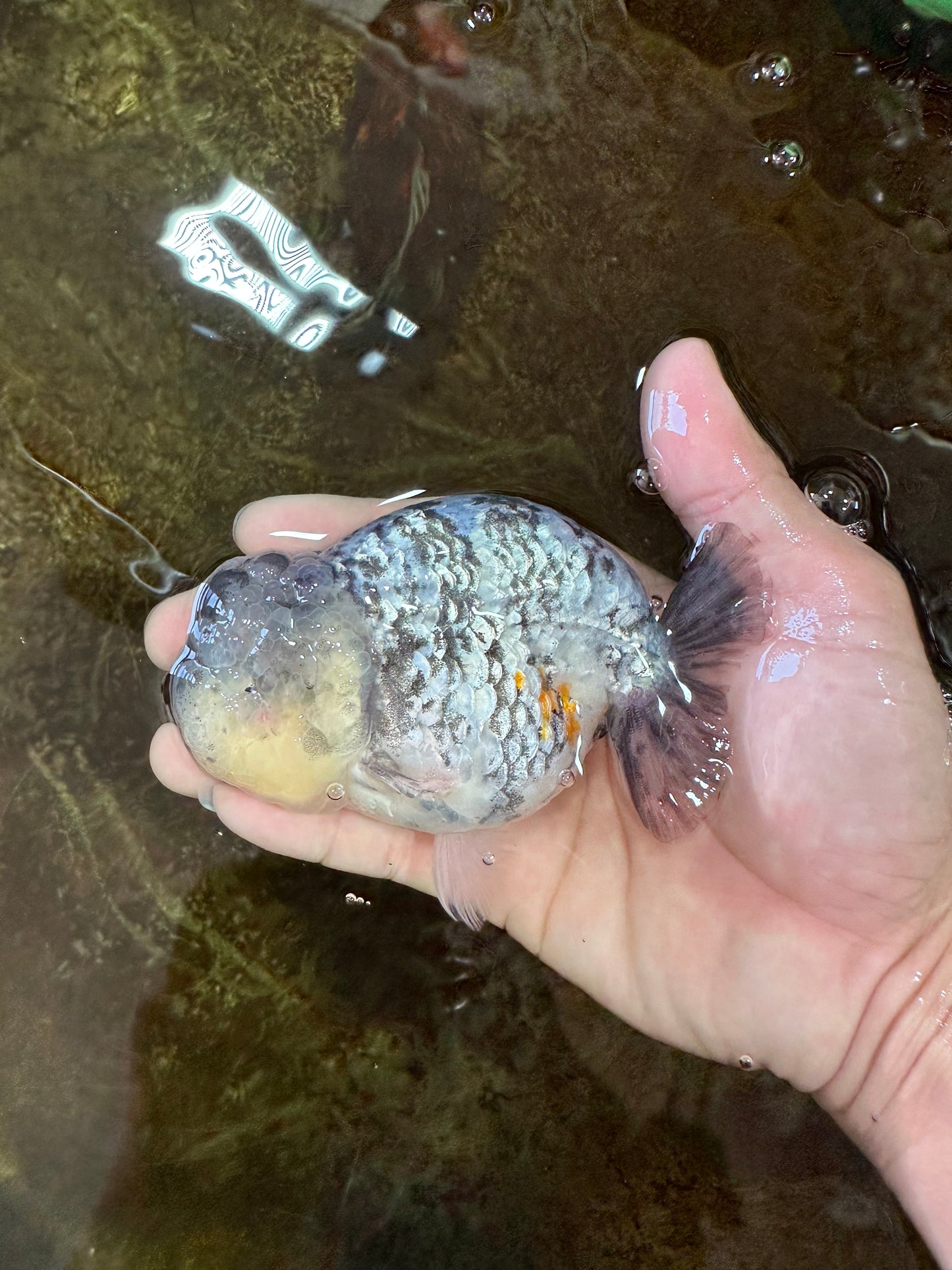 A Grade SUPER CUTE White Tiger LionKing 4.5 inches #100325LC_09