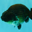 SPECIAL AAA Grade Strong Body Structure Black Cooper Ranchu Male 4.5 inches #061926RC_08