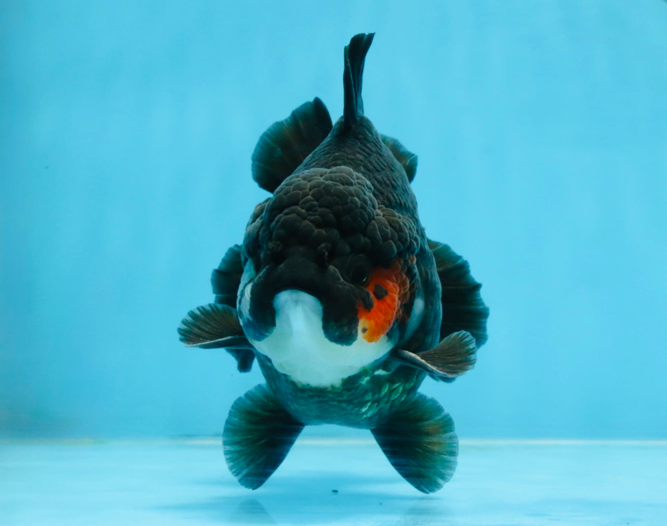 BATMAN A Grade Tricolor Yuanbao Male 5 inches #110725YB_08