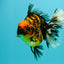 CHUNKY AAA Grade Broadtail Tiger Oranda Male 7-7.5 inches #071026OR_02