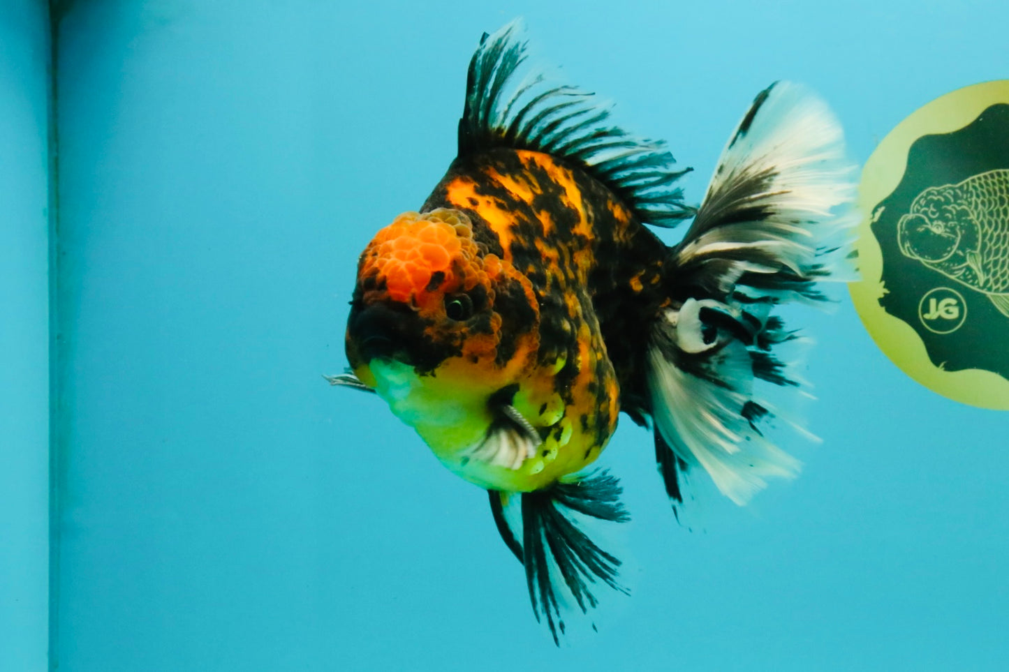 CHUNKY AAA Grade Broadtail Tiger Oranda Male 7-7.5 inches #071026OR_02