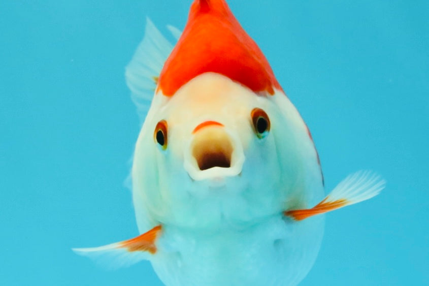 AAA Grade Red White Ryukin Female 4.5 inches #031326RK_31