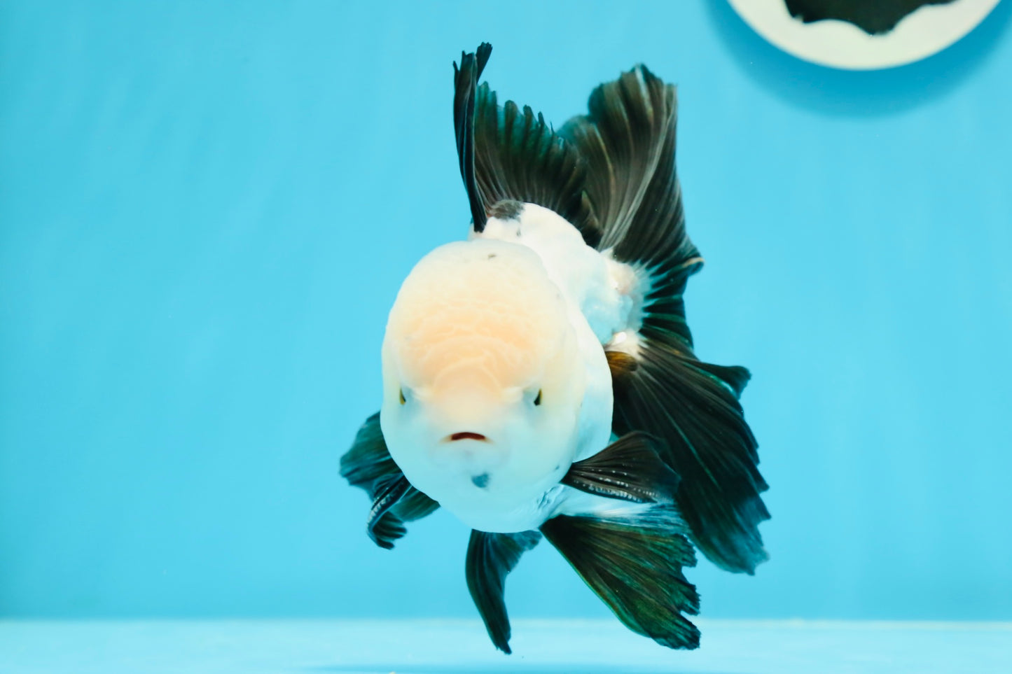 AAA Grade Panda Perfect Tail Oranda Male 5-5.5 inches #0503OR_10