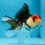 Tricolor Oranda Female 5 inches #091225OR_20
