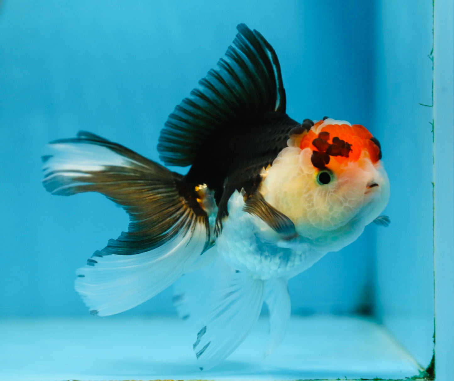 Tricolor Oranda Female 5 inches #091225OR_20