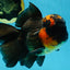 A Grade Lava BULL DOG Oranda Male 6 inches #011025OR_10