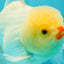 BEAUTY A Grade White Oranda Male 6 inches #070626OR_12