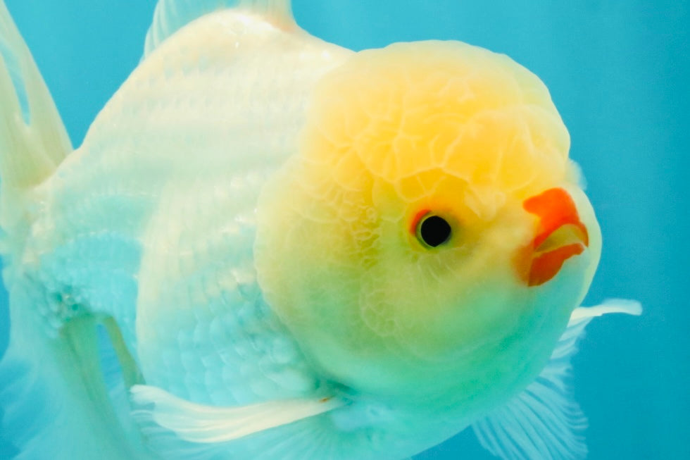 BEAUTY A Grade White Oranda Male 6 inches #070626OR_12