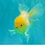 A Grade White Oranda Male 6 inches #061926OR_26