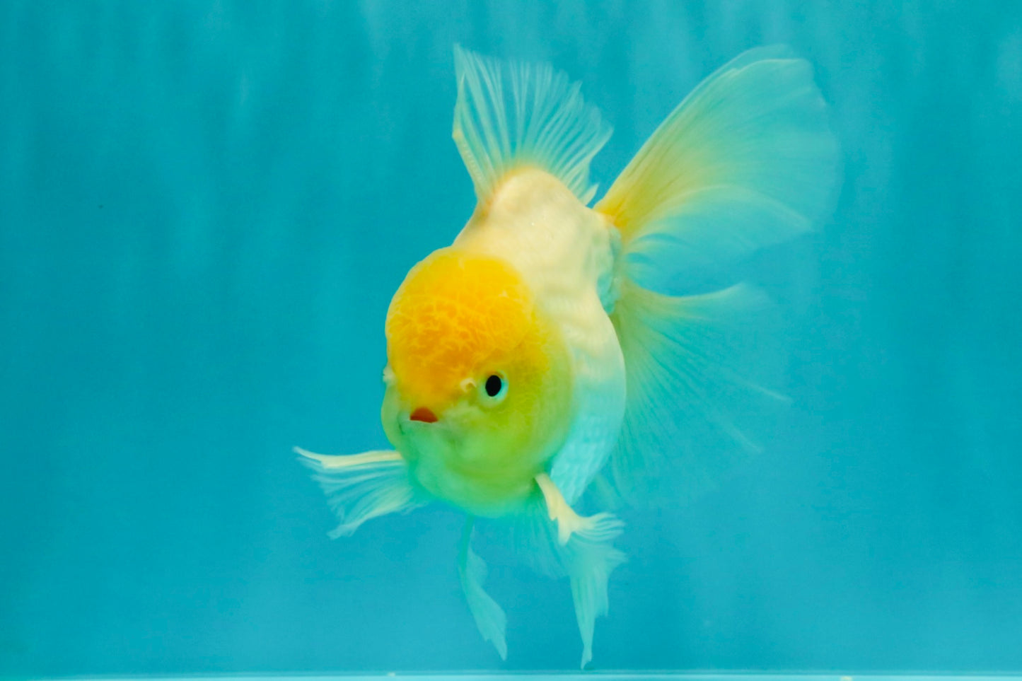 A Grade White Oranda Male 6 inches #061926OR_26