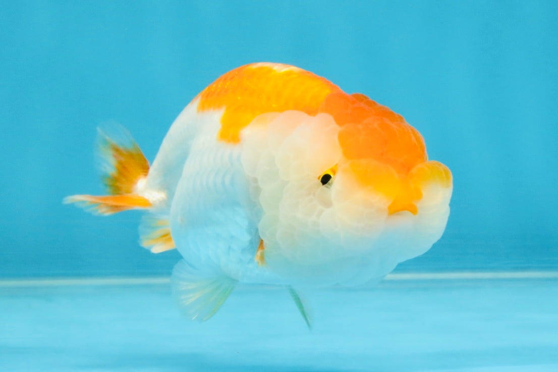 Red White Lionchu Female 4 inches #121925LC_04